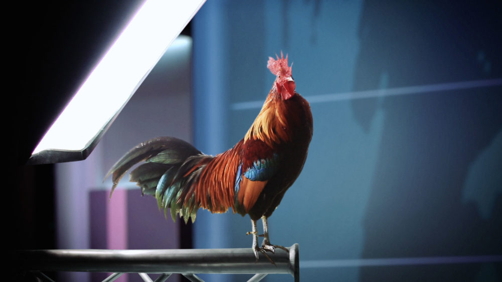 Salon de l’agriculture